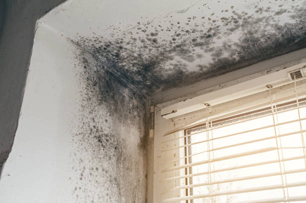 Affordable Mold Cleanup solutions in Bowie, TX